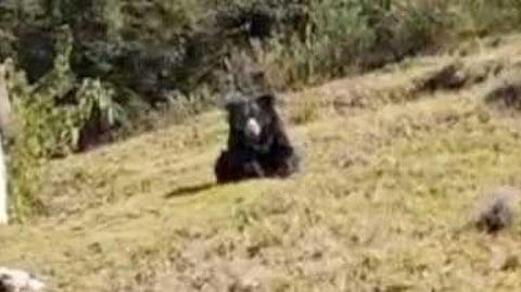 உதகை அருகே குடியிருப்புப் பகுதியில் உலவிய கரடி.