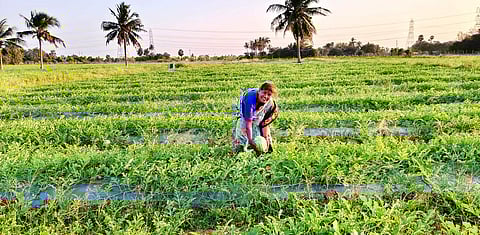 பட்டரைபெரும்புதூரில் பயிரிடப்பட்டுள்ள தா்ப்பூசணி