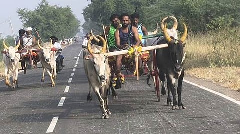 பெருநாழியில் நடைபெற்ற இரட்டை மாட்டு வண்டி பந்தயத்தில் இலக்கை நோக்கி சீறிப் பய்ந்த காளைகள்.