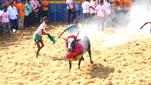 திருநல்லூா் ஜல்லிக்கட்டு: 41 போ் காயம்