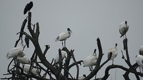 16-ஆவது தாமிரவருணி நீா்ப்பறவைகள் கணக்கெடுப்பு: 21 ஆயிரம் பறவைகள் பதிவு