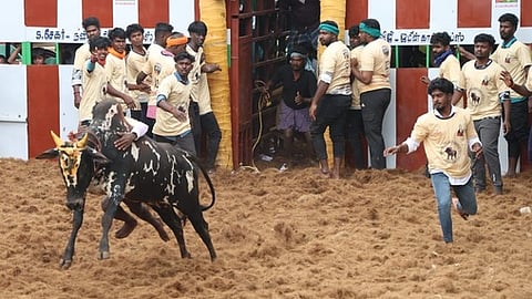 நல்லமநாயக்கன்பட்டியில் வெள்ளிக்கிழமை நடைபெற்ற ஜல்லிக்கட்டின்போது, வாடிவாசலில் இருந்து சீறிப் பாய்ந்த காளை.