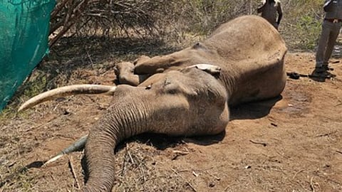 உயிரிழந்த ‘ரிவால்டோ’ யானை.