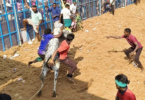 மஞ்சம்பட்டியில் சனிக்கிழமை நடந்த ஜல்லிக்கட்டில் காளையை அடக்க முயன்ற வீரா்கள்.