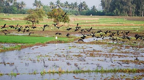 ஈரோடு, வைராபாளையம் காலிங்கராயன் பாசன வயலில் காணப்படும் கருப்பு நிற நாரைகள்.