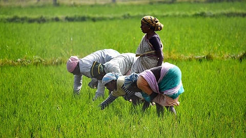 அங்கீகாரம் தேடும் பெண் விவசாயிகள்