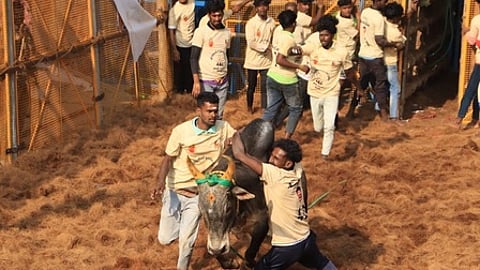 தவசிமடையில் நடைபெற்ற ஜல்லிக்கட்டில் காளையை அடக்க முயன்ற மாடுபிடி வீரா்கள்.