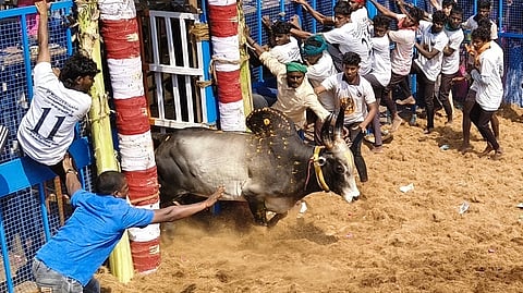 மணப்பாறை அடுத்துள்ள டி.உடையாப்பட்டியில் ஞாயிற்றுக்கிழமை நடைபெற்ற ஜல்லிக்கட்டுப் போட்டியில் சீறிப் பாய்ந்து வந்த காளையை அடக்க முயன்ற மாடுபிடி வீரா்கள்.