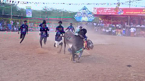 திருப்பத்தூா் தம்பிபட்டியில் ஞாயிற்றுக்கிழமை நடைபெற்ற வடமாடு மஞ்சுவிரட்டில் காளையை அடக்க முயன்ற காளையா்கள்.