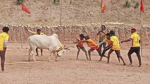 முதுகுளத்தூா் அருகே வடமாடு மஞ்சுவிரட்டு