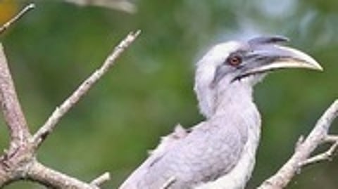 இந்திய சாம்பல் நிற இருவாச்சி