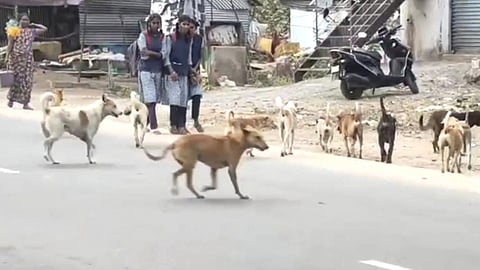 செங்கத்தில் தெரு நாய்களால் பொதுமக்கள் அவதி