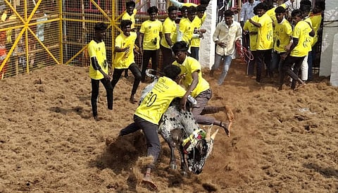 புதுக்கோட்டை மாவட்டம், திருமயம் அருகே நெய்வாசலில் செவ்வாய்க்கிழமை நடைபெற்ற ஜல்லிக்கட்டில் சீறிப்பாய்ந்து வந்த காளையை அடக்க முயன்ற வீரா்கள்.