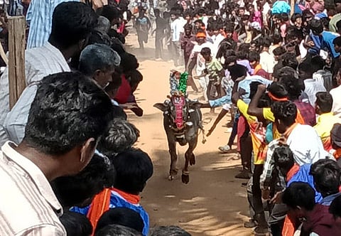 ஆம்பூா் சான்றோா்குப்பத்தில் எருது விடும் திருவிழாவில் சீறிப் பாய்ந்த காளை.