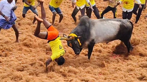 ஜல்லிக்கட்டு போட்டியில் சீறிப்பாய்ந்து வந்த காளையை அடக்க முயற்சித்த மாடுபிடி வீரா்கள்