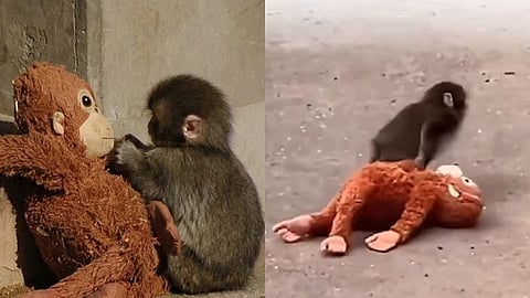 பொம்மையுடன் இருக்கும் குரங்குக் குட்டி