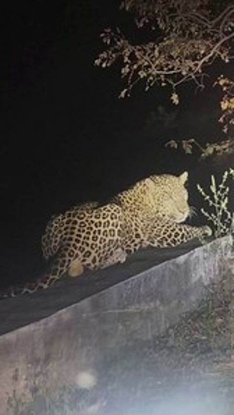 திம்பம் மலைப் பாதை தடுப்புச் சுவரில் படுத்திருந்த சிறுத்தை.