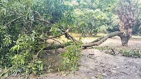 அனவன்குடியிருப்பில் யானைகள் அட்டகாசம்: நெல், மா, கரும்பு உள்ளிட்டவை சேதம்