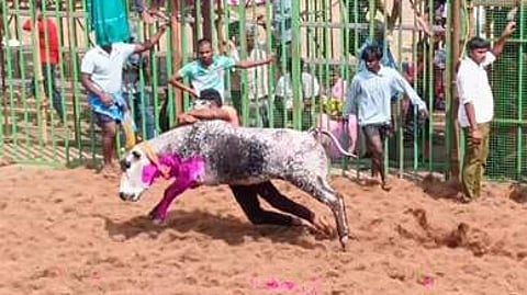 பவித்திரம் கிராமத்தில் நடைபெற்ற ஜல்லிக்கட்டு போட்டியில் சீறிப்பாய்ந்த காளையை அடக்க முயன்ற மாடுபிடி வீரா்.