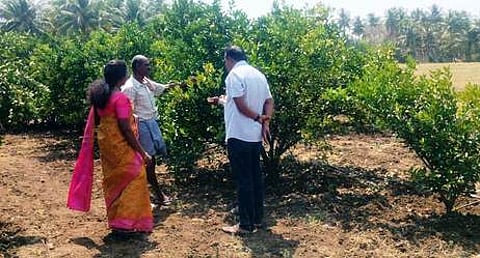 எம்.பாலப்பட்டி கிராமத்தில் சாத்துக்குடி தோட்டத்தில் ஆய்வுசெய்த தோட்டக்கலை விஞ்ஞானிகள்.