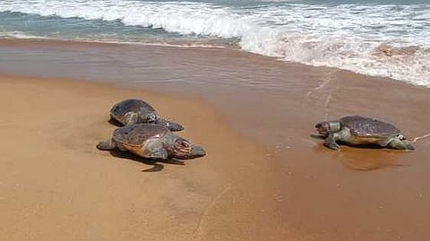 இறந்த நிலையில் கரை ஒதுங்கிய கடல் ஆமைகள்.