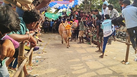 விழாவில் சீறிப் பாய்ந்த காளை.