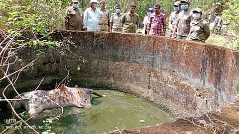 நெலாக்கோட்டை பெண்ணை வனத்தில் கிணற்றில் மிதந்த புலியின் சடலம்.