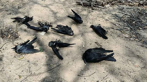 கடலூா் அருகே வியாழக்கிழமை இறந்து கிடந்த காகங்கள்.