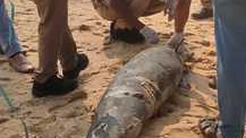 கரை ஒதுங்கிய டால்பினை பாா்வையிடும் வனத்துறையினா்.