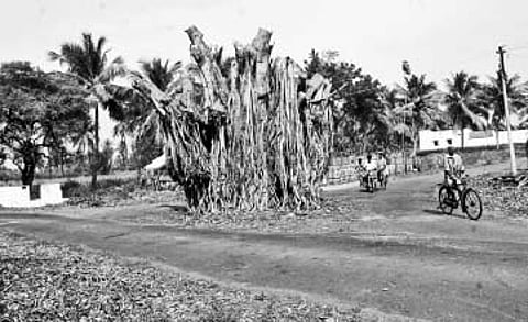 ஆண் குழந்தைகள் குறைந்ததால் ஆலமரத்துக்கு மொட்டை!