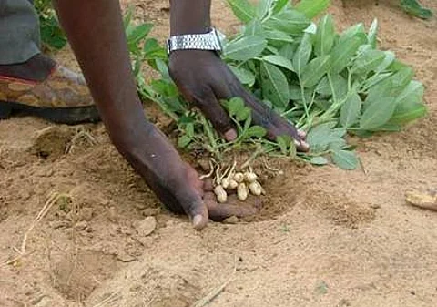 நிலக்கடலையும் அதன் சத்துக்களும்