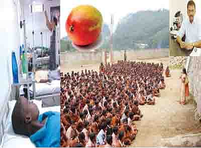 வண்டுள்ள மாம்பழங்களைச் சாப்பிடுங்கள்!