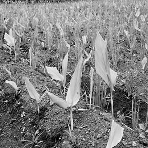 வறட்சியால் குறுகிய கால சாகுபடிப் பயிர்களுக்கு மாறும் விவசாயிகள்