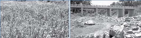 வறட்சியின் பிடியில் சேலம் மாவட்டம்