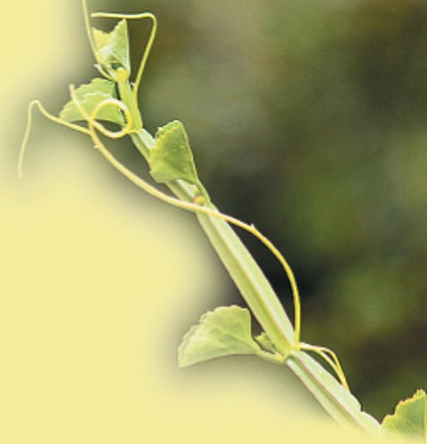 ஆயுள் காக்கும் ஆயுர்வேதம்: பிரண்டையின் மருத்துவ குணங்கள்!