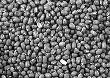 நெல் சாகுபடி வயல் பயறு வகை விதைப்பு