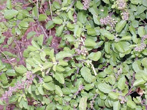 துளசியின் பயன்கள்