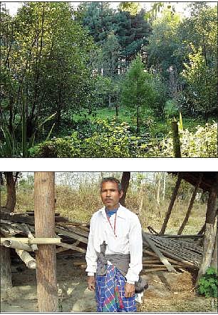 காட்டை உருவாக்கிய தனிமரம்!