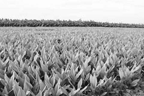 தவிப்பில் மஞ்சள் விவசாயிகள்! ஆதரவுக்கரம் நீட்டுமா அரசு?