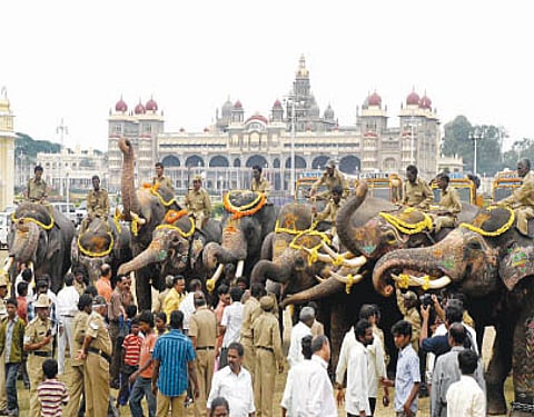 வாழ்விடம் செல்ல வழி தேடும் யானைகள்!