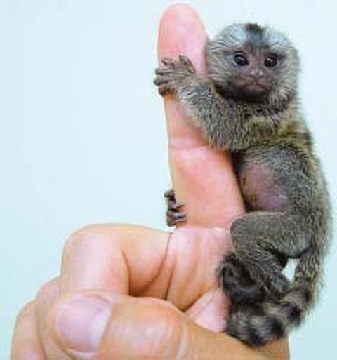 பிகாஸோவுக்கு நிகரான எம்.எஃப். உசேன்