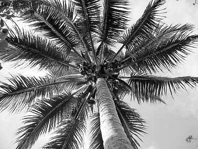 குருத்து அழுகல் நோயிலிருந்து தென்னையைக் காக்க...