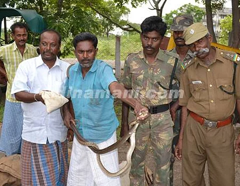 விருதுநகர் மாவட்ட ஆட்சியர் பங்களாவில் பிடிபட்ட நல்ல பாம்புகள்
