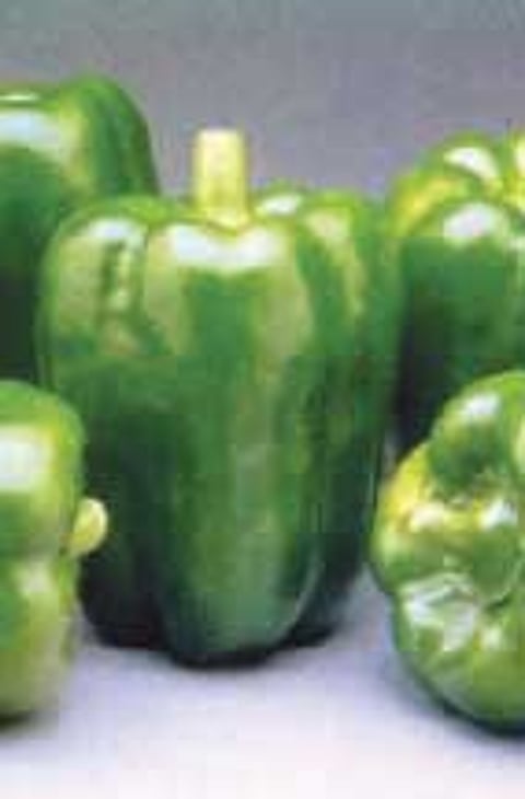 புது சமையல்: குடமிளகாய்ப் பொங்கல்