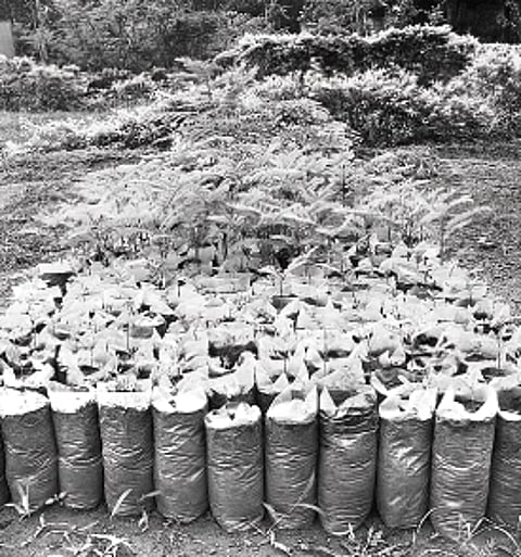 இலவச மரக்கன்று வழங்கும் வனவியல் மையம்