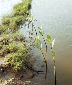 கடலூர் அருகே மலர்ந்து வரும் மாங்குரோவ் காடு