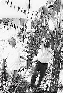 ஹெக்டேருக்கு ரூ.2.50 லட்சம் லாபம் தரும் திசு வாழை