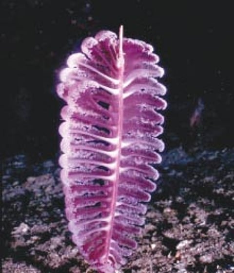 கடல்பேனா