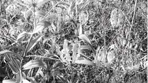 புற்று நோய்க்கு மருந்தாகும் கண்வலிக் கிழங்கு