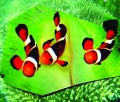 கோமாளி மீன்கள்!